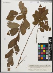 Foto von Salix silesiaca Willd.